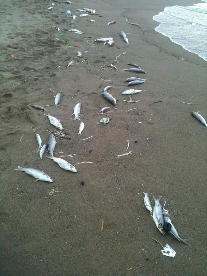 des poissons morts découverts sur les plages de Bejaia  Catast10