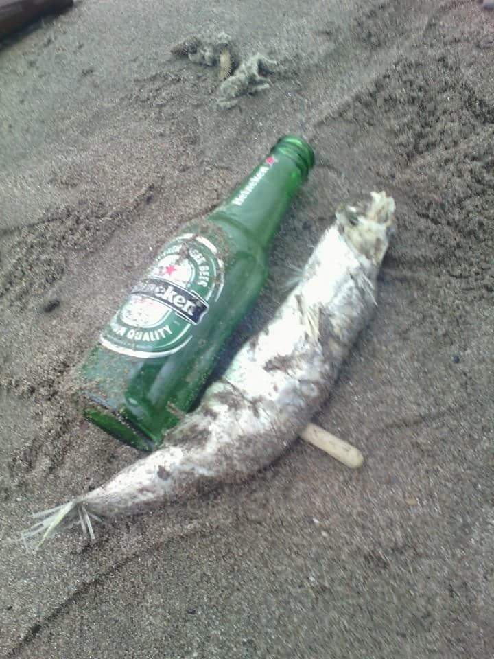 des poissons morts découverts sur les plages de Bejaia  Catast11