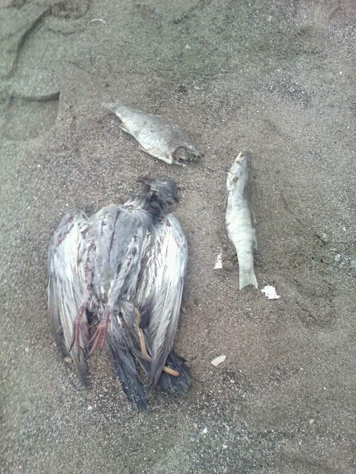des poissons morts découverts sur les plages de Bejaia  Catast12