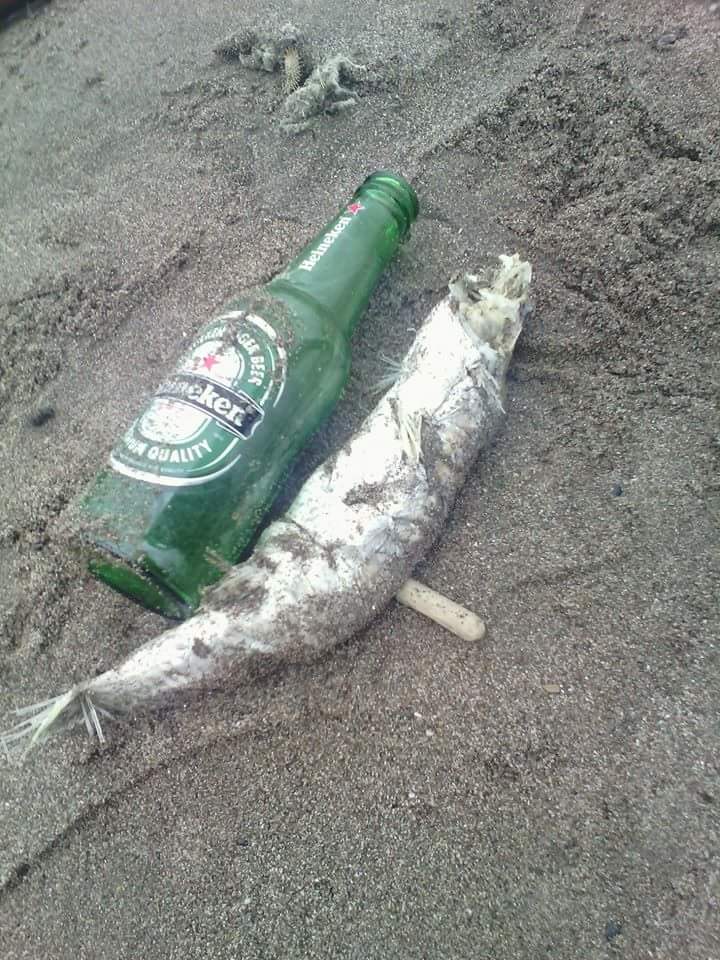 des poissons morts découverts sur les plages de Bejaia  Catast13