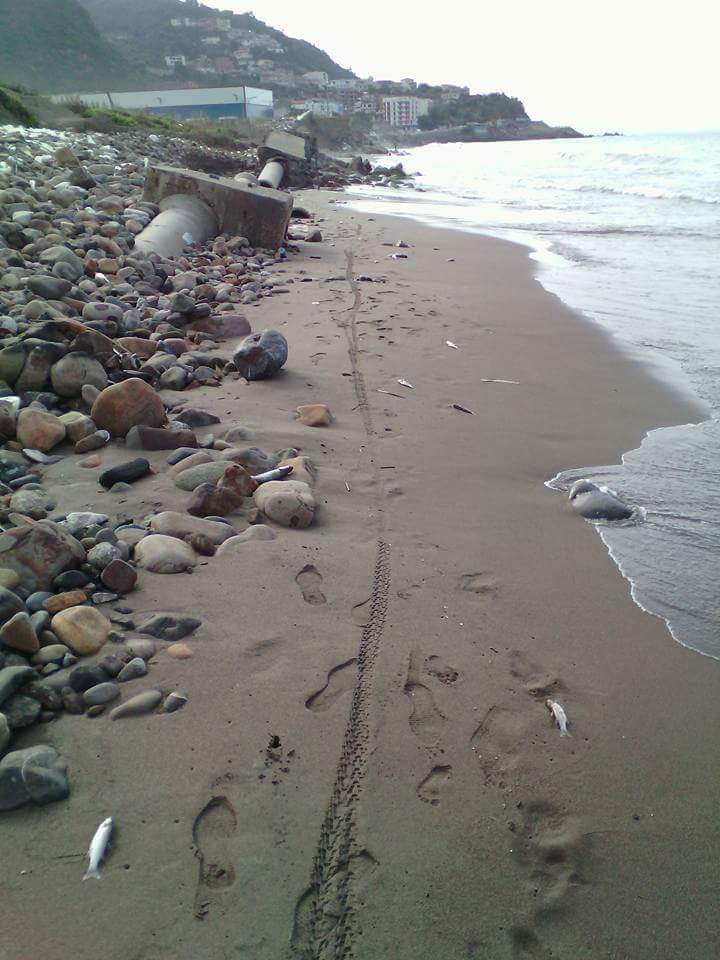 des poissons morts découverts sur les plages de Bejaia  Catast14