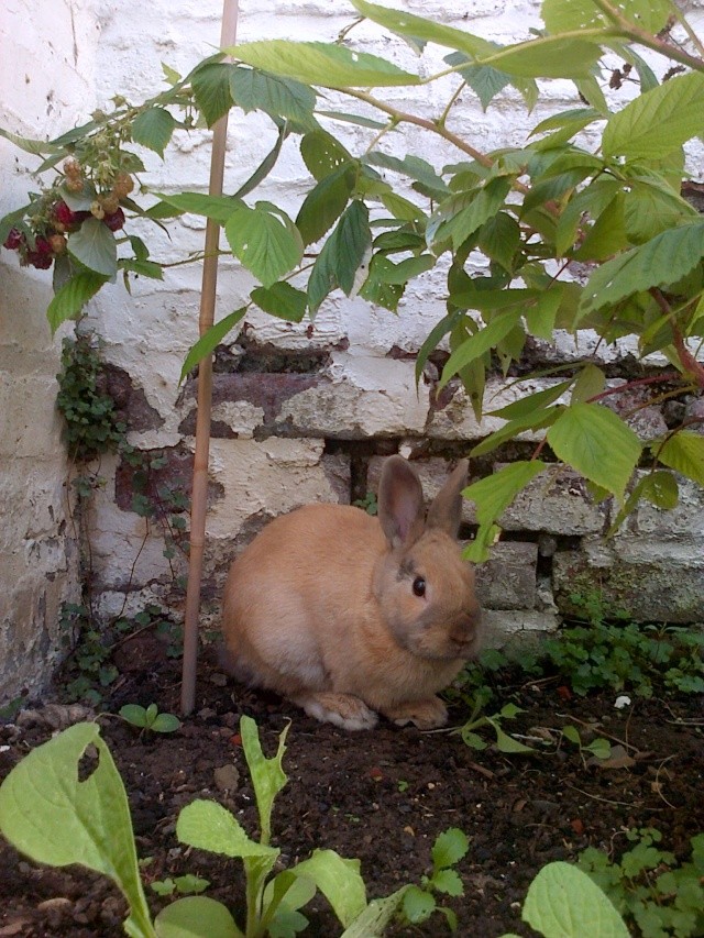 (ADOPTE) Skippy lapin mâle roux né en avril 2014 (59) Association Poil de Carotte Img-2014