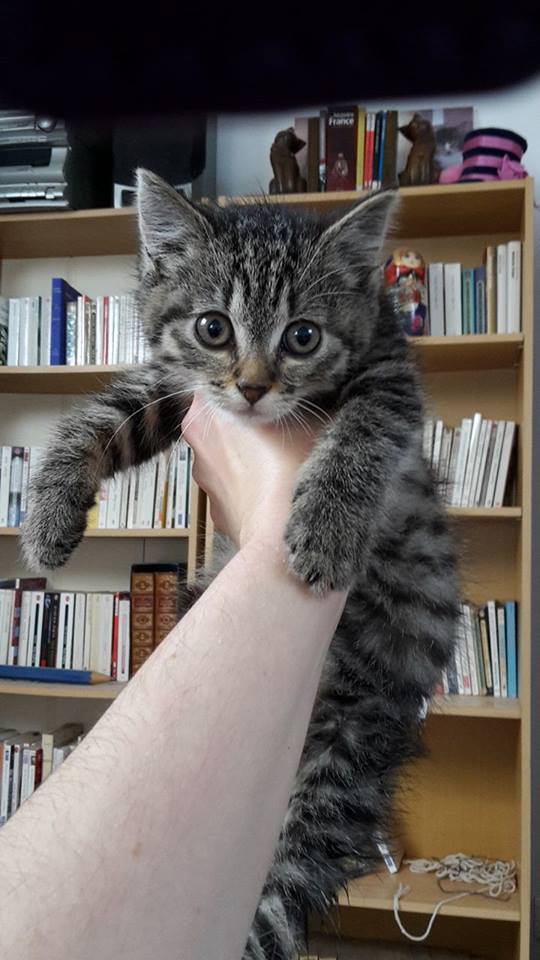 Nos chats de 2015 - Page 2 Chaton10