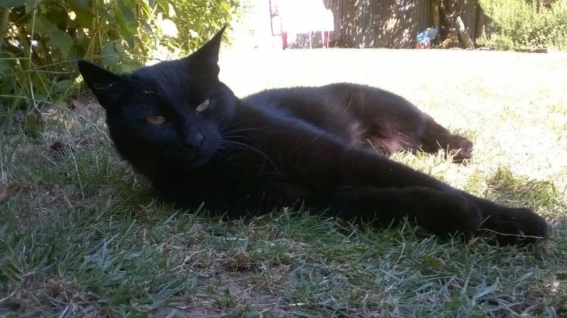 Maouss, adorable chat noir, né en 2013 Maouss10