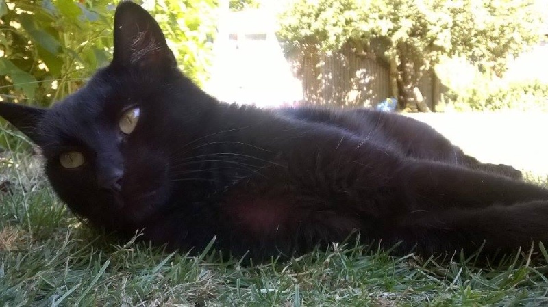 Maouss, adorable chat noir, né en 2013 Maouss13