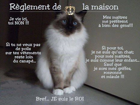 HUMOUR : le chat dans tous ses états - Page 16 Chat1110