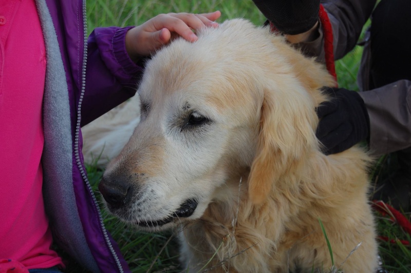 Urgent - TITUS  (PEPERE) - golden retriever 13 ans - Spa de Dunkerque (59) 11947910