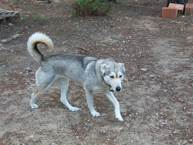EIRE husky, Espagne mais adoptable en France REF47  ADOPTEE 112_4438