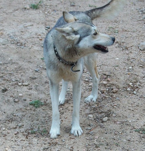 EIRE husky, Espagne mais adoptable en France REF47  ADOPTEE 112_4442