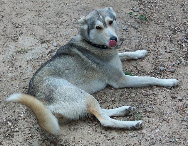 EIRE husky, Espagne mais adoptable en France REF47  ADOPTEE 112_4448