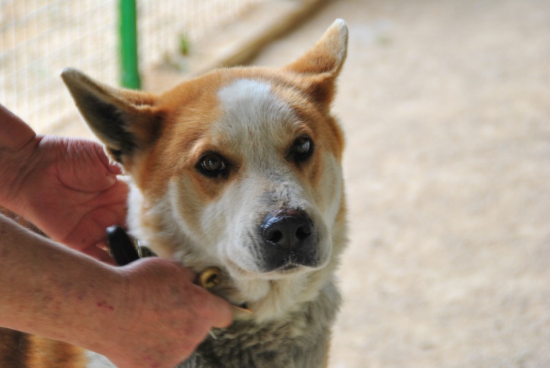 KEPA x akita inu  (m) né 09/2006/ASSO:GALGOS FRANCE   ADOPTE Kepa_y13