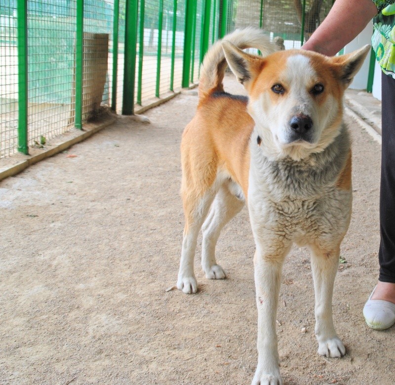 KEPA x akita inu  (m) né 09/2006/ASSO:GALGOS FRANCE   ADOPTE Kepa_y16