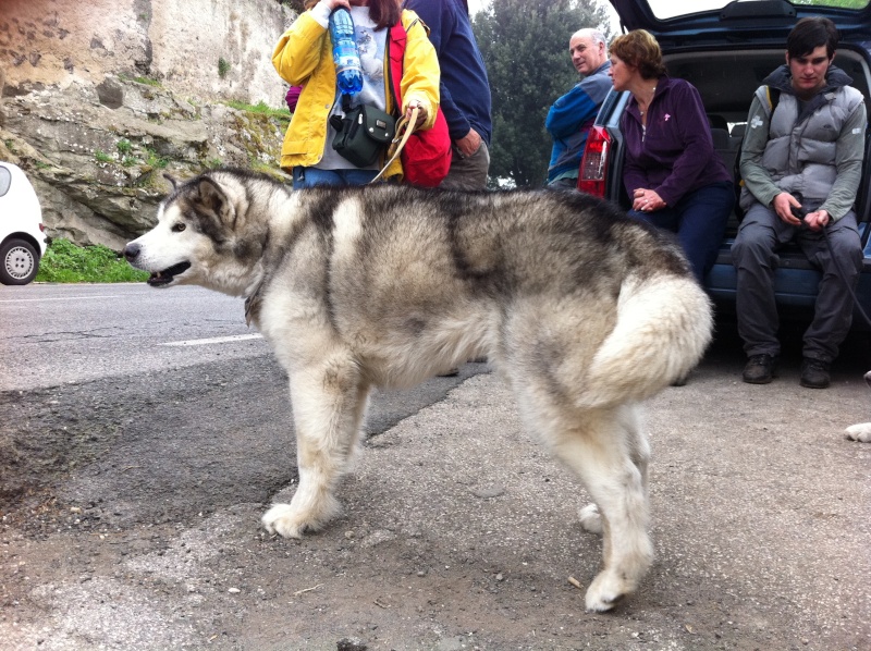 Urge dog trekking centro italia - Pagina 3 Img_0411
