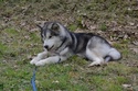 Urge dog trekking centro italia - Pagina 3 Dsc_0013