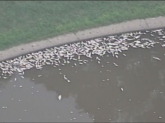 HUNDREDS OF FISH MYSTERIOUSLY DEAD IN AREA LAKE, LOUISVILLE, KENTUCKY 63576810
