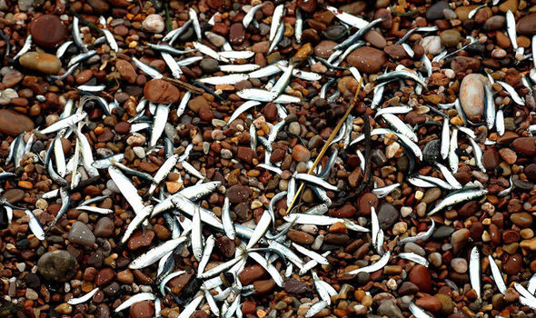 MYSTERY SURROUNDS DEAD FISH WASHED-UP ON BEACH THAT EVEN SEAGULLS WON'T TOUCH, DEVON, ENGLAND Beache10