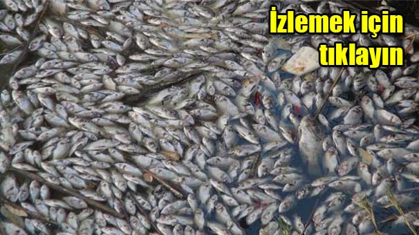 THOUSANDS OF FISH PERISHED IN SILIFKE, TURKEY Binler10