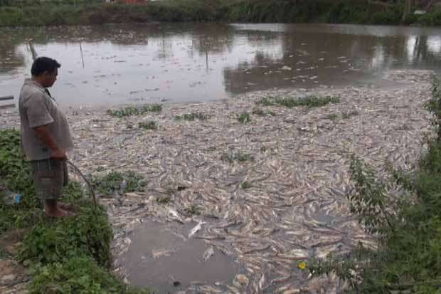 THOUSANDS OF DEAD FISH IN JOMBANG, INDONESIA  Ribuan10