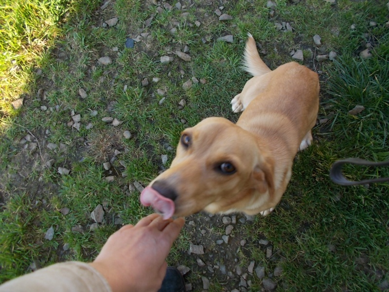 LOOPING, croisé labrador basset, 1 an, M Dscn4816