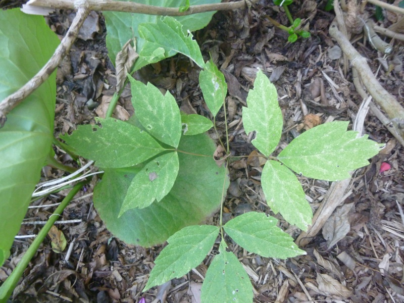 feuille trilobée P1090516