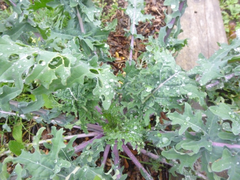 Chou  Brocoli P1090828