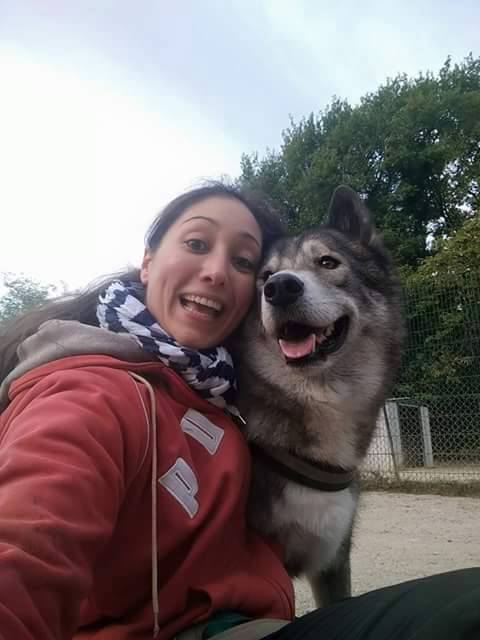 MAYTOOK type husky gris et blanc sociable 11/2011 REFU69 Adopté 12096310