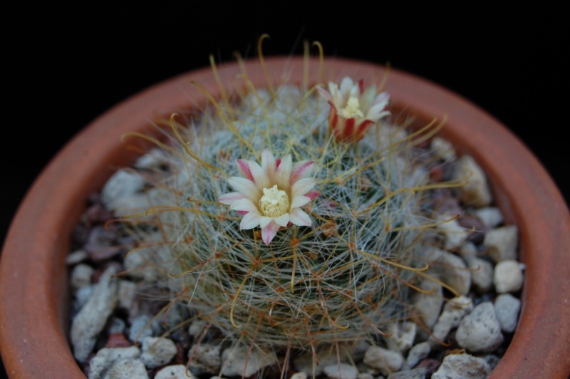 Mammillaria aurihamata       3383-211