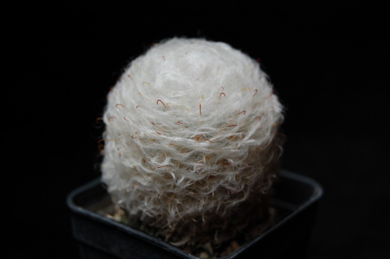 Mammillaria bocasana 3663-212