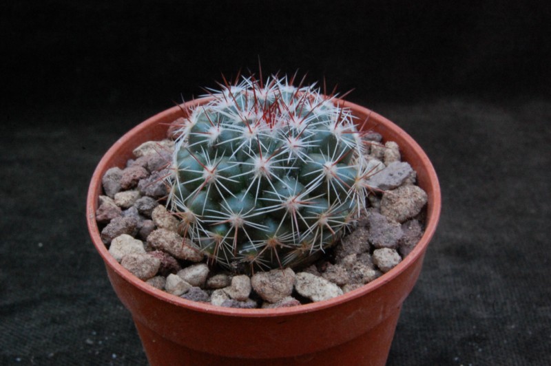 Mammillaria maycobensis 7378-210