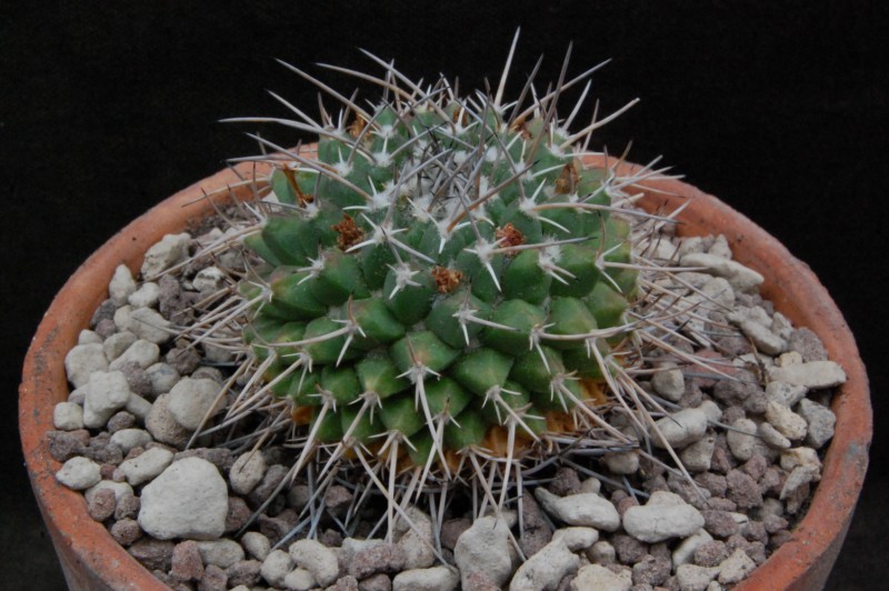 Mammillaria seitziana 8071-210