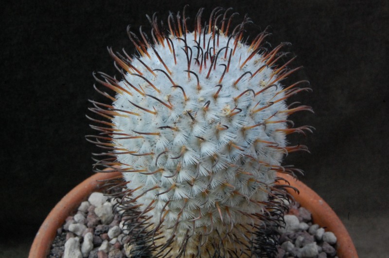 Mammillaria perezdelarosae 8250-210