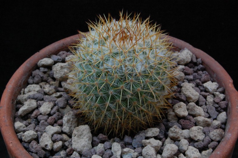 Mammillaria ruestii 8455-210