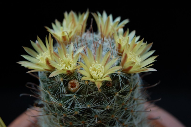 Mammillaria nana K_274_11