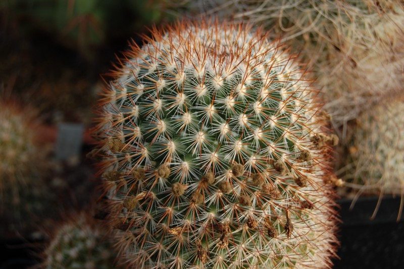 Mammillaria rekoi Rekoi_10