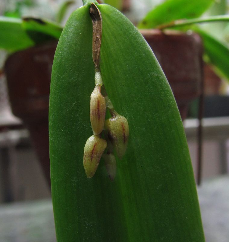 Acianthera albo-rosea ( ex. Pleurothallis alborosea ) Img_3613