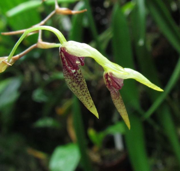 Pabstiella alligatorifera ( ex. Pleurothallis alligatorifera ) ou Pabstiella arcuata Img_3614