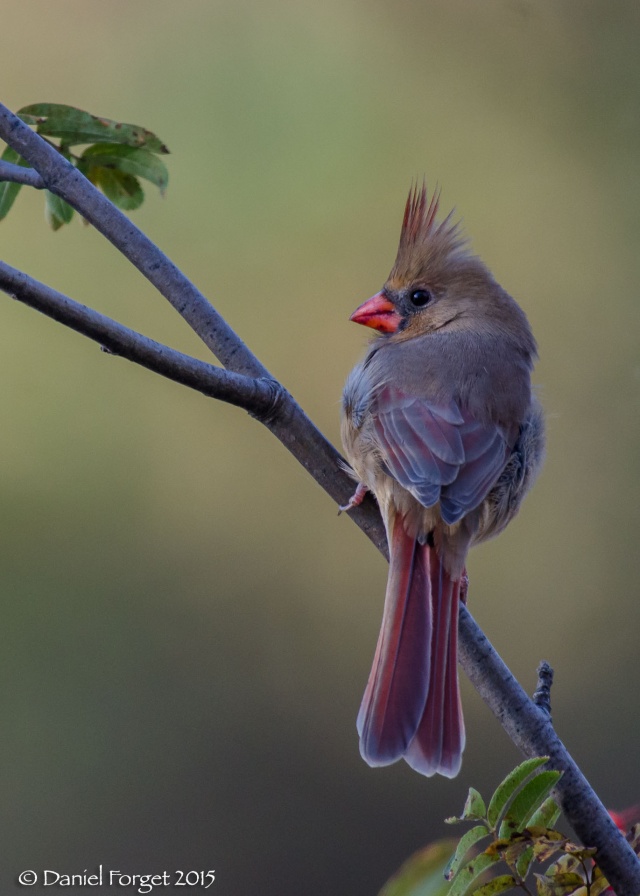 Madame Cardinal D7k15-23