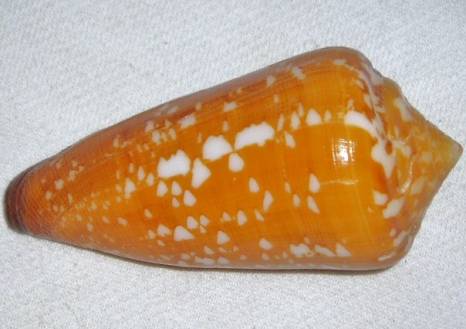 Conus (Darioconus) crocatus   Lamarck, 1810 Crocat12