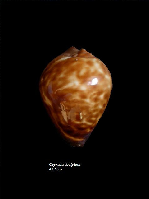 Zoila decipiens decipiens - (E. A. Smith, 1880) Cyprae10