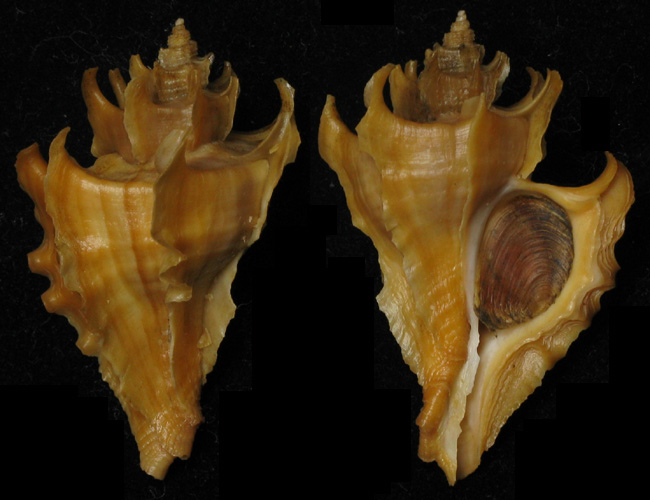 Muricidae Ocenebrinae Ocinebrellus falcatus (G. B. Sowerby II, 1834)  Pterop10