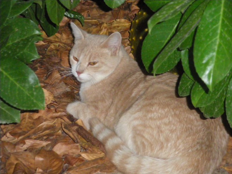 PERDU MINOUCHE chat mâle, blanc et tabby roux, pucé, à Oraison (04) le 18-05-2011 Imgp1510