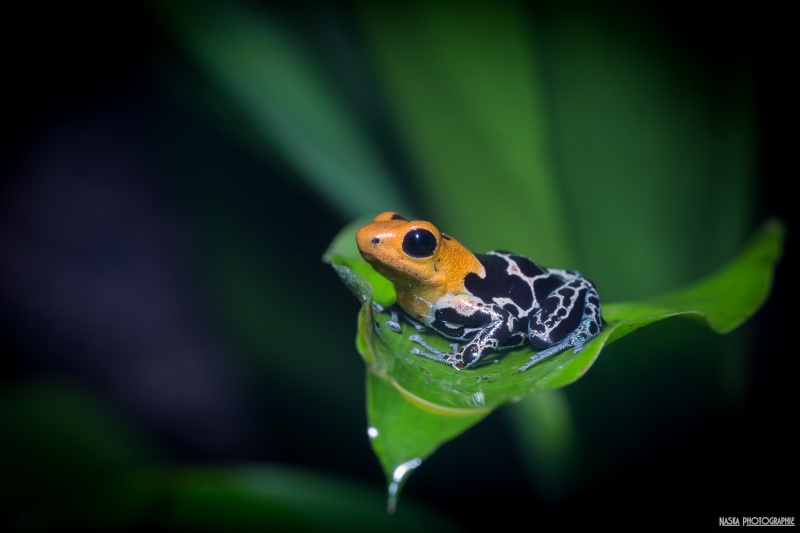 Gros projet Aqua-terrarium pour dendrobates - Page 12 Img_4811