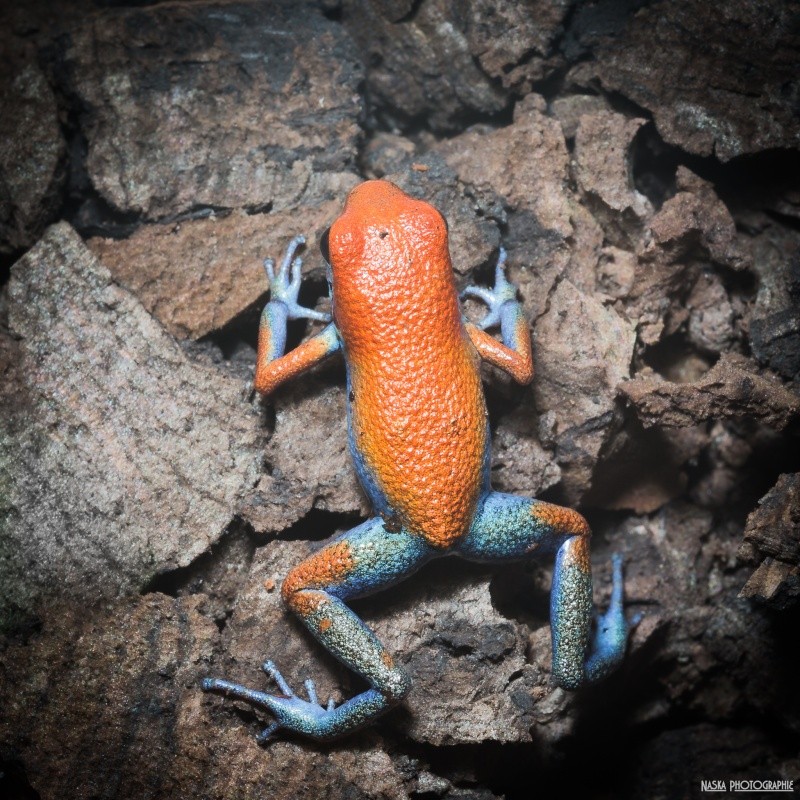Gros projet Aqua-terrarium pour dendrobates - Page 12 Img_4910