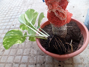 Marcottage d"un "pothos" Sam_3820