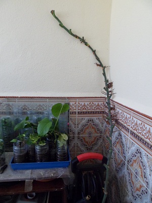  Philodendron-une plante facile à entretenir (variétés, floraison, fruit) Sam_3917