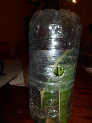 Sansevieria Sam_4011