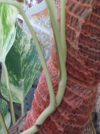 tuteur en fibre de coco- quels emplois ? comment utiliser les fibres de coco. Sam_4118