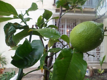 Le citronnier ( citrus limonum ) Sam_4121