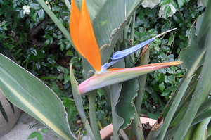 strelitzia - Strelitzia nicolai Streli10