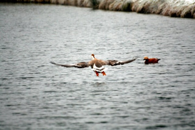 Oiseaux de chez nous 64317_11